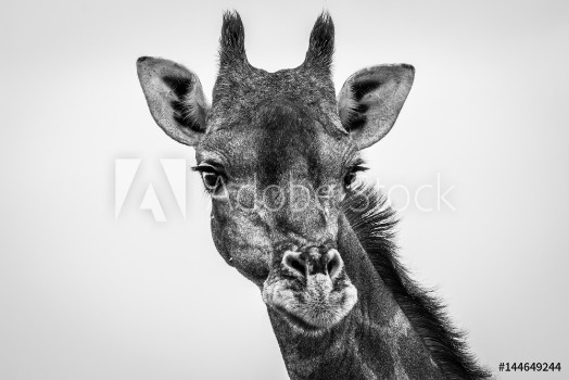 Picture of Giraffe looking at the camera in black and white